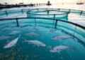 Fish Farming in Mountain Areas