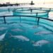 Fish Farming in Mountain Areas