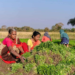 Indian Farming Families