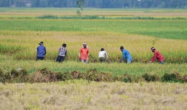 खरीफ किसानों के लिए बड़ी खरीद योजना: यूपी, कर्नाटक और तेलंगाना में ₹5,547.99 करोड़ की MSP खरीद को मंजूरी