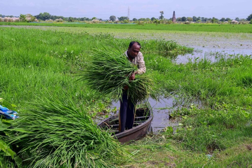 Maharashtra Fodder Crisis