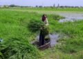 Maharashtra Fodder Crisis