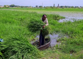 Maharashtra Fodder Crisis