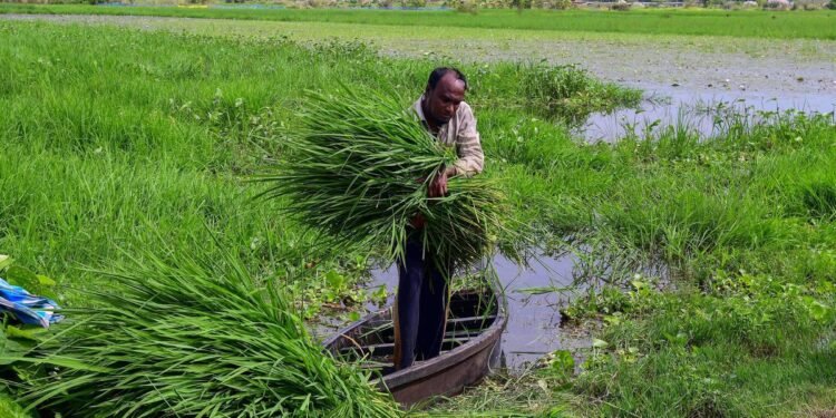 Maharashtra Fodder Crisis
