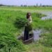 Maharashtra Fodder Crisis