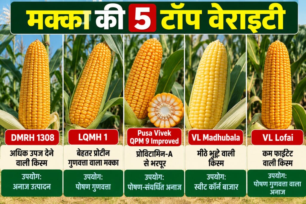 Maize Top 5 Varieties