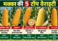 Maize Top 5 Varieties