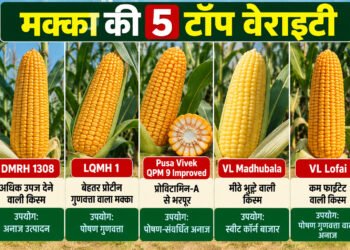Maize Top 5 Varieties