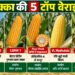 Maize Top 5 Varieties