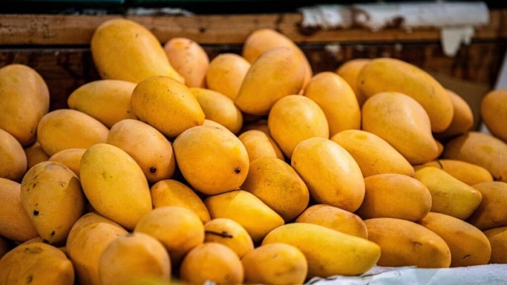 Mango Export Hub