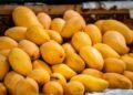 Mango Export Hub