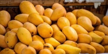 Mango Export Hub