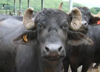 Murrah Buffalo