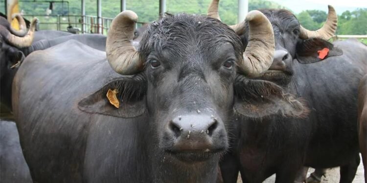 Murrah Buffalo