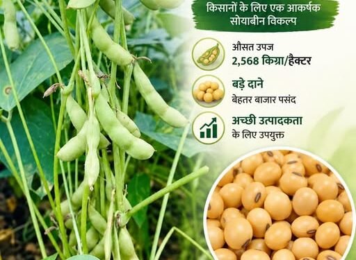 NRC 270: बड़े दाने और बेहतर उपज वाली सोयाबीन किस्म, जानिए इसकी खासियत