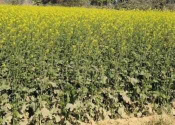 Farmers should keep these 10 things in mind before sowing mustard; FAO issues agricultural advice for better production