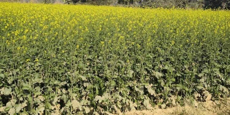 Farmers should keep these 10 things in mind before sowing mustard; FAO issues agricultural advice for better production