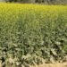 Farmers should keep these 10 things in mind before sowing mustard; FAO issues agricultural advice for better production