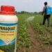 Paraquat Dichloride