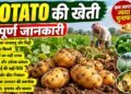 Potato Farming
