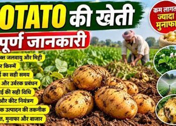 Potato Farming