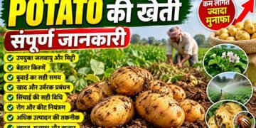 Potato Farming
