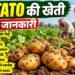 Potato Farming
