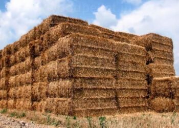 Rice Straw Biomass Business