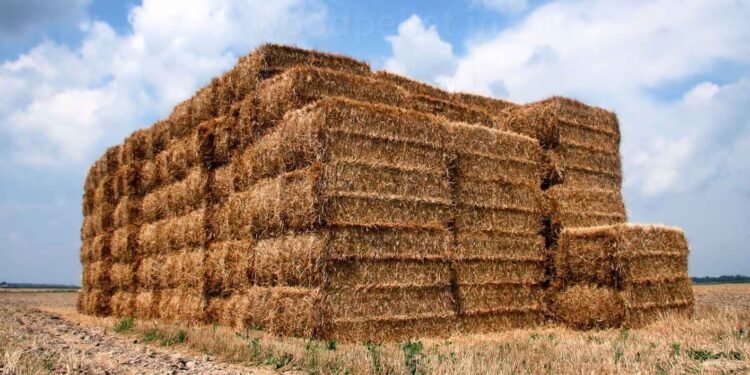 Rice Straw Biomass Business