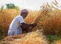 Wheat Farming