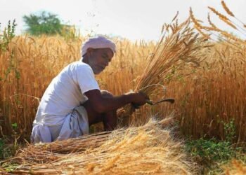 Wheat Farming