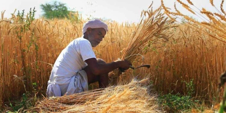 Wheat Farming