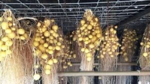 French Fries Plant