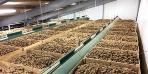 French Fries Plant