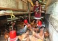 Backyard poultry has transformed the lives of women in Zunheboto, Nagaland, providing nutritional security and increased income.