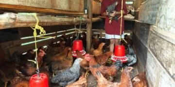Backyard poultry has transformed the lives of women in Zunheboto, Nagaland, providing nutritional security and increased income.