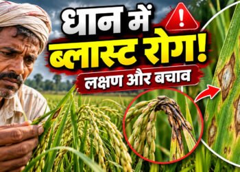 Rice Blast Disease