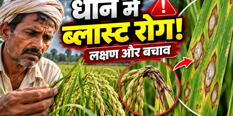 Rice Blast Disease