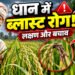 Rice Blast Disease
