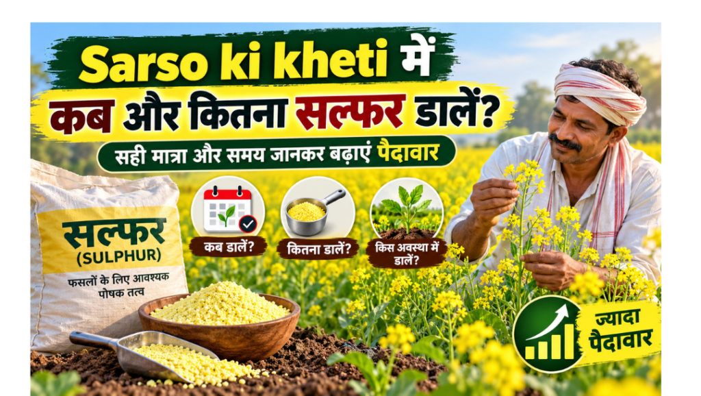 Sarso ki kheti