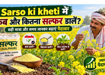 Sarso ki kheti