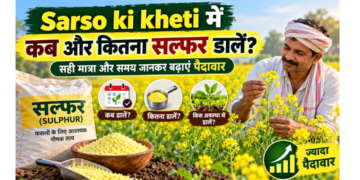 Sarso ki kheti