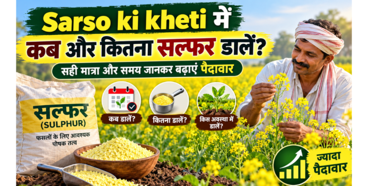 Sarso ki kheti