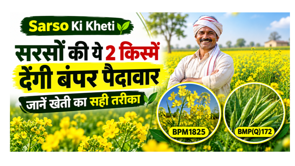 sarso ki kheti