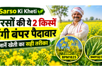 sarso ki kheti