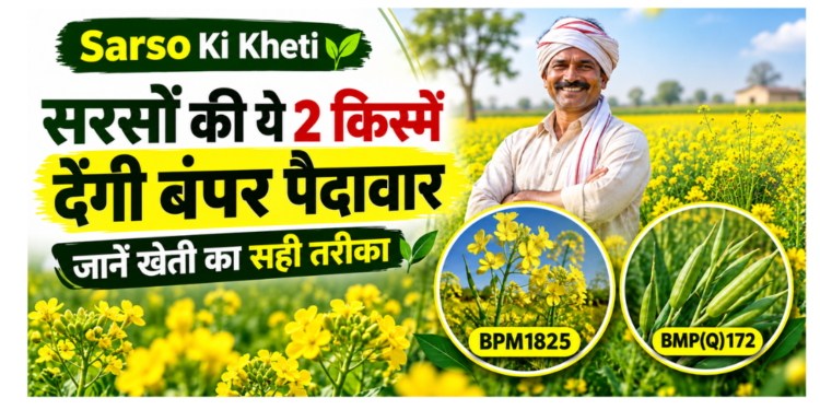 sarso ki kheti