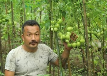 Norbu Tsering Lepcha, a Lepcha farmer from Sikkim, has written a new success story by producing organic tomatoes in a polyhouse.