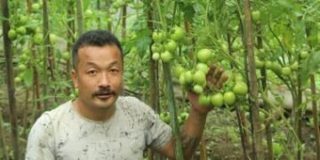 Norbu Tsering Lepcha, a Lepcha farmer from Sikkim, has written a new success story by producing organic tomatoes in a polyhouse.