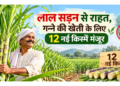 sugarcane