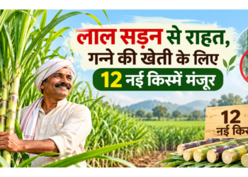 sugarcane